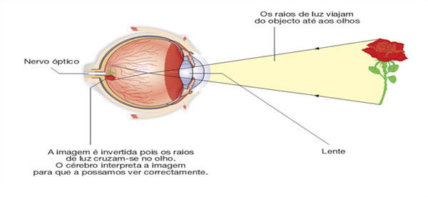 como funciona o olho humano