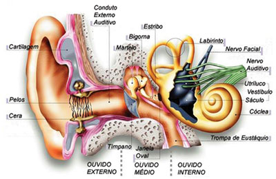 constituição do ouvido humano