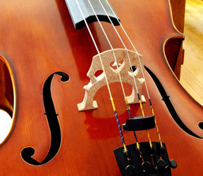 Violoncelo