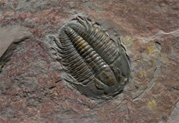 Os fósseis permitem o estudo do passado