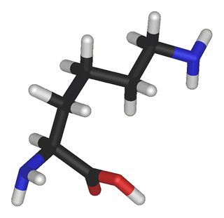 Modelo molecular da Lisina