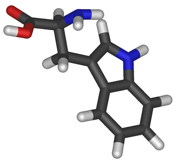 Modelo molecular do Triptofano