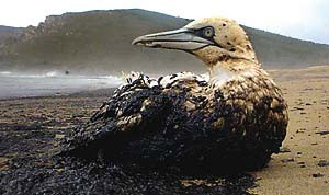 O petróleo causa efeitos
nefastos sobre a fauna